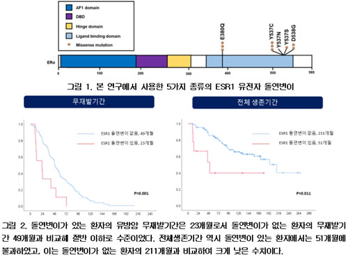 여성호르몬 관련 유전자 Esr1 돌연변이 유방암 재발 앞당기고 내분비치료 저해 확인